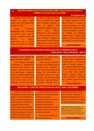 Beijupirá e pampo são duas
espécies de peixes ósseos
marinhos com muito potencial para
aqüicultura na Índia.
Rápido crescimento,
adaptabilidade para a reprodução
em cativeiro, baixo custo de
produção, qualidade da carne, alta
demanda no mercado,
especialmente para a indústria
sashimi são alguns dos atributos
que fazem do beijupirá excelente
para a aquicultura. Nos últimos
anos, a produção de alevinos e e
cultivo do beijupirá estão
rapidamente ganhando força em
muitos países asiáticos.
Antecipando as boas perspectivas
de cultivo de beijupirá na Índia, o
Centro Mandapam Regional da
Central Marine Fisheries Research
Institute, iniciou o desenvolvimento
de matrizes da espécie em gaiolas
Assim depois de 20 anos de
existência, esta empresa sem dispor
de matérias primas para
processamento, teve que recorrer a
estratégias mercadológicas
inovadoras. Estas incluíam a
importação de pescado para manter
sua sobrevivência e não “afogar-se”
num mar de incertezas.
Enquanto esta mudança de
rumos comprometia seus
Desde o começo de 2001, a
comercializadora e processadora de
pescados e mariscos Antillana S.A.
iniciou uma batalha para assegurar
sua sobrevivência. Os efeitos de
mudanças na taxa de cambio
afetaram negativamente a maioria
das fazendas de cultivo de camarão
na Colômbia, paralisando 29 das 31
operações existentes, as quais
abasteciam o mercado nacional.
fornecedores pela falta de matéria
prima, nos mares, a produção de
pescado tornava-se cada vez mais
escassa e só a inovação e a inclusão
de novas tecnologias podiam abrir
ANO 3 No 8
BEIJUPIRÁ, A OPÇÃO PRODUTIVA DE ANTILLANA -COLÔMBIA
DESENVOLVIMENTO DO CULTIVO DO BEIJUPIRÁ (Rachycentron canadum) E
PAMPO (Trachinotus blochii) NA ÍNDIA
Dr.G.Gopakumar,
10
instaladas no mar em 2008, quando
se alcançou sucesso na primeira
desova induzida. A produção de
sementes foi realizada entre março
e abril de 2010. Experiências sobre
no cultivo da espécie em gaiolas no
mar realizada em Mandapam
mostraram que os peixes (cada)
atingiram um peso médio de 2,5 kg
em 6 meses e 7,3 kg em 12 meses.
O PROGRAMA DE ENGORDA DO BEIJUPIRÁ ESTÁ CORRENDO RISCO
Carlos Gasca - Ilhas da Mulheres - México
Pescadores foram expulsos da
praia e isso afeta o projeto.
Como resultado da expulsão
que sofreram os pescadores da
cooperativa "Ilha Branca", que
provocou a perda de mais de 600
m2
de área Federal, o projeto de
engorda do beijupirá poderá sofrer
atraso embora a primeira parte do
investim ento destina-se à
construção de viveiros onde serão
executados os estudos para a
reprodução de alevinos.
Como se sabe, grande parte
do projeto está planejado para ser
executado pela cooperativa e
apesar de que esta primeira etapa
poderia ser desenvolvida em
propriedade privada que ainda
pertencem aos pescadores dessa
cooperativa, o espaço disponível é
considerado pequeno para o
referido projeto. Dev-se lembrar que
há alguns meses, o Ministério das
Comunicações e Transportes,
através da Marinha Mercante, e
com a ajuda da Marinha do México,
ordenou o despejo de mais de 600
m2
de praia (Àrea Federal).
Embora a disputa continua, os
próprios pescadores reconhecem
que o problema poderá levar anos
TEXTO COMPLETO
(A presente matéria foi traduzida do
artigo “Cobia, La opción productiva de
Antillana” elaborada pelo jornalista
Hermes Figueroa, e publicada no Jornal
Universal de Cartagena – Colômbia, em
TEXTO COMPLETO
TEXTO COMPLETO
 