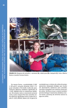 IMPLANTAÇÃOEVALIDAÇÃODEUMAUNIDADEEXPERIMENTALPARA
PESQUISASDENUTRIÇÃOCOMJUVENISDEPEIXESMARINHOSNOLABOMAR/UFC
42
A B
C
FIGURA 3.9. Despesca do camarão L. vannamei (A), robalo peva (B) e beijupirá (C). Fotos: Alberto
Nunes e Leandro Fonseca Castro.
Da mesma forma, a produtividade (1.042
± 101 g/m2
), consumo alimentar (33,0 ± 7,1
g por camarão) e FCA (2,08 ± 0,36) não apre-
sentaram diferença estatística significativa (P
> 0,05, ANOVA) entre os tratamentos dietéti-
cos. No entanto, tanto o crescimento semanal
como o peso corporal final dos camarões exi-
biu diferença significativa entre os tipos de ra-
ção (P < 0,05, ANOVA; Tabela 3.4). Em geral, foi
constatado que o sistema de cultivo de peixes
apresentou adequação biológica que resulta
em desempenho zootécnico para camarões
marinhos compatível com sistemas comerciais
de cultivo. Verificou-se que o sistema também
permite distinguir tratamentos dietéticos mes-
mo frente à presença de alimento natural na
água de cultivo.
 