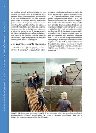 TRANSPORTEEACLIMATAÇÃOEMLABORATÓRIODEALEVINOSDEBEIJUPIRÁ,Rachycentroncanadum
52
de sanidade animal, ambos assinados por um
Médico Veterinário, além de Nota Fiscal, con-
tendo a descrição dos produtos, a quantidade
e seu valor monetário total. No caso do trans-
porte aéreo, foi também realizada uma reserva
junto ao setor de cargas da companhia aérea
escolhida, fornecendo detalhes, tais como: a
espécie transportada, as medidas e o peso bru-
to aproximado das embalagens de transporte
e o trecho a ser percorrido. A reserva para en-
vio da mercadoria foi por telefone, entretanto,
vale ressaltar que somente a pessoa para qual
se destina a carga, ou alguém autorizado pela
mesma, pode retira-la no aeroporto.
4.2.2. FONTE E PREPARAÇÃO DE ALEVINOS
Durante a execução do projeto, juvenis e
alevinos de beijupirá, R. canadum, foram adqui-
A
B
FIGURA 4.3. Captura de juvenis de beijupirá de um viveiro de cultivo de camarões marinhos da
empresa Camanor Produtos Marinhos Ltda. (A) e posterior transporte em caixas de 1.000 L para as
instalações experimentais de cultivo da UFERSA (B).
ridos em cinco lotes enviados em períodos dis-
tintos por dois fornecedores comerciais (Tabela
2.1). A 1ª remessa obtida de peixes foi de 401
juvenis com peso corporal de 72,3 ± 11,2 g. Os
animais constituíram uma doação da empresa
Camanor Produtos Marinhos Ltda. Os peixes fo-
ram coletados de um cercado instalado em um
viveiro escavado para cultivo de camarões mari-
nhos da fazenda Aratuá, localizada no município
de Guamaré, RN. O transporte dos animais foi
realizado por via terrestre durante a manhã em
três caixas térmicas para transporte de peixes,
com 1.000 L de volume de água cada, dotadas
de oxigenação artificial por meio de soprador e
oxigênio puro (Figura 4.3). Os peixes foram es-
tocados em cada caixa na densidade de 8 kg/m3
e transportados até o Setor de Aquicultura da
UFERSA, cerca de 160 km de distância do ponto
de captura.
 