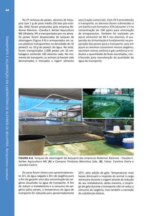 TRANSPORTEEACLIMATAÇÃOEMLABORATÓRIODEALEVINOSDEBEIJUPIRÁ,Rachycentroncanadum
54
Na 2ª remessa de peixes, alevinos de beiju-
pirá com 1 g de peso médio (50 dias pós-eclo-
são, dae) foram produzidos pela empresa Re-
demar Alevinos - Claudia E. Kerber Aquicultura
ME (Ilhabela, SP) e transportados por via aérea.
Os peixes foram despescados de tanques de
alevinagem (Figura 4.4) e armazenados em sa-
cos plásticos transparentes na densidade de 10
peixes/L ou 10 g de peixe/L de água. No total,
foram transportados 1.000 peixes em 10 em-
balagens contendo 100 alevinos cada. No mo-
mento do transporte, os animais já haviam sido
desmamados e treinados a ingerir alimento
seco (ração comercial). Com 24 h precedendo
o transporte, os alevinos foram submetidos a
um banho com formalina 37% (durante 1 h na
concentração de 100 ppm) para eliminação
de ectoparasitas. Também foi realizado um
jejum alimentar de 48 h nos alevinos. A sus-
pensão da alimentação é fundamental na pre-
paração dos peixes para o transporte, pois em
jejum os mesmos consomem menos oxigênio,
excretam menos amônia e gás carbônico e re-
duzem a quantidade de fezes excretadas, con-
tribuindo para manutenção da qualidade da
água de transporte.
A
B
FIGURA 4.4. Tanques de alevinagem de beijupirá das empresas Redemar Alevinos - Claudia E.
Kerber Aquicultura ME (A) e Camanor Produtos Marinhos Ltda. (B). Fotos: Caroline Vieira e
Leandro Castro.
Os sacos foram cheios com aproximadamen-
te 10 L de água salgada e 20 L de oxigênio puro
a fim de garantir uma alta concentração de oxi-
gênio dissolvido na água de transporte. A fim
de reduzir o metabolismo e o consumo de oxi-
gênio pelos peixes, a temperatura da água de
transporte foi reduzida para aproximadamente
20°C, pela adição de gelo. Temperaturas mais
baixas diminuem a resposta do animal à carga
estressora durante a viagem através da redução
de seu metabolismo, desta maneira, o empre-
go de gelo durante o transporte não só reduz o
consumo de oxigênio, mas também a excreção
de substâncias tóxicas.
 