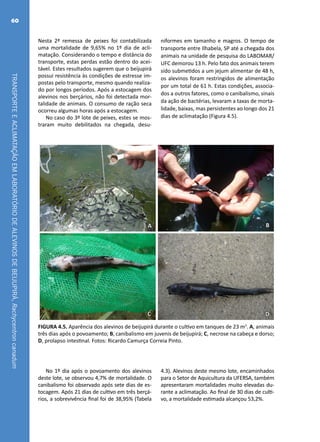 TRANSPORTEEACLIMATAÇÃOEMLABORATÓRIODEALEVINOSDEBEIJUPIRÁ,Rachycentroncanadum
60
Nesta 2ª remessa de peixes foi contabilizada
uma mortalidade de 9,65% no 1º dia de acli-
matação. Considerando o tempo e distância do
transporte, estas perdas estão dentro do acei-
tável. Estes resultados sugerem que o beijupirá
possui resistência às condições de estresse im-
postas pelo transporte, mesmo quando realiza-
do por longos períodos. Após a estocagem dos
alevinos nos berçários, não foi detectada mor-
talidade de animais. O consumo de ração seca
ocorreu algumas horas após a estocagem.
No caso do 3º lote de peixes, estes se mos-
traram muito debilitados na chegada, desu-
niformes em tamanho e magros. O tempo de
transporte entre Ilhabela, SP até a chegada dos
animais na unidade de pesquisa do LABOMAR/
UFC demorou 13 h. Pelo fato dos animais terem
sido submetidos a um jejum alimentar de 48 h,
os alevinos foram restringidos de alimentação
por um total de 61 h. Estas condições, associa-
dos a outros fatores, como o canibalismo, sinais
da ação de bactérias, levaram a taxas de morta-
lidade, baixas, mas persistentes ao longo dos 21
dias de aclimatação (Figura 4.5).
A B
C D
FIGURA 4.5. Aparência dos alevinos de beijupirá durante o cultivo em tanques de 23 m3
. A, animais
três dias após o povoamento; B, canibalismo em juvenis de beijupirá; C, necrose na cabeça e dorso;
D, prolapso intestinal. Fotos: Ricardo Camurça Correia Pinto.
No 1º dia após o povoamento dos alevinos
deste lote, se observou 4,7% de mortalidade. O
canibalismo foi observado após sete dias de es-
tocagem. Após 21 dias de cultivo em três berçá-
rios, a sobrevivência final foi de 38,95% (Tabela
4.3). Alevinos deste mesmo lote, encaminhados
para o Setor de Aquicultura da UFERSA, também
apresentaram mortalidades muito elevadas du-
rante a aclimatação. Ao final de 30 dias de culti-
vo, a mortalidade estimada alcançou 53,2%.
 