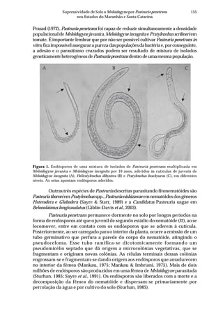 155Supressividade de Solo a Meloidogyne por Pasteuria penetrans
nos Estados do Maranhão e Santa Catarina
Prasad (1972), Pasteuria penetrans foi capaz de reduzir simultaneamente a densidade
populacionaldeMeloidogyne javanica,MeloidogyneincognitaePratylenchus scribneri em
tomate. É importante lembrar que por não ser possível cultivar Pasteuria penetrans in
vitro,ficaimpossívelassegurarapurezadaspopulaçõesdabactériae,porconseguinte,
a adesão e o parasitismo cruzados podem ser resultado de mistura de isolados
geneticamenteheterogêneosdePasteuriapenetransdentrodeumamesmapopulação.
Figura 1. Endósporos de uma mistura de isolados de Pasteuria penetrans multiplicada em
Meloidogyne javanica e Meloidogyne incognita por 10 anos, aderidos às cutículas de juvenis de
Meloidogyne incognita (A), Helicotylenchus dihystera (B) e Pratylenchus brachyurus (C), em diferentes
níveis. As setas apontam endósporos aderidos.
Outras três espécies de Pasteuria descritas parasitando fitonematóides são
Pasteuriathornei emPratylenchus spp.,Pasteurianishizawae emnematóidesdosgêneros
Heterodera e Globodera (Sayre & Starr, 1989) e a Candidatus Pasteuria usgae em
Belonolaimus longicaudatus (Giblin-Davis et al., 2003).
Pasteuria penetrans permanece dormente no solo por longos períodos na
forma de endósporos até que o juvenil de segundo estádio do nematóide (J2), ao se
locomover, entre em contato com os endósporos que se aderem à cutícula.
Posteriormente, ao ser carregado para o interior da planta, ocorre a emissão de um
tubo germinativo que perfura a parede do corpo do nematóide, atingindo o
pseudoceloma. Esse tubo ramifica-se dicotomicamente formando um
pseudomicélio septado que dá origem a microcolônias vegetativas, que se
fragmentam e originam novas colônias. As células terminais dessas colônias
engrossam-se e fragmentam-se dando origem aos endósporos que amadurecem
no interior da fêmea (Mankau, 1975; Mankau & Imbriani, 1975). Mais de dois
milhões de endósporos são produzidos em uma fêmea de Meloidogyne parasitada
(Sturhan, 1985; Sayre et al., 1991). Os endósporos são liberados com a morte e a
decomposição da fêmea do nematóide e dispersam-se primariamente por
percolação da água e por cultivo do solo (Sturhan, 1985).
A B C
 