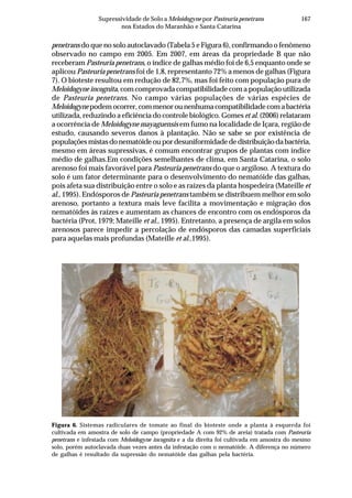 167Supressividade de Solo a Meloidogyne por Pasteuria penetrans
nos Estados do Maranhão e Santa Catarina
penetrans do que no solo autoclavado (Tabela 5 e Figura 6), confirmando o fenômeno
observado no campo em 2005. Em 2007, em áreas da propriedade B que não
receberam Pasteuria penetrans, o índice de galhas médio foi de 6,5 enquanto onde se
aplicou Pasteuria penetrans foi de 1,8, representanto 72% a menos de galhas (Figura
7). O bioteste resultou em redução de 82,7%, mas foi feito com população pura de
Meloidogyne incognita, com comprovada compatibilidade com a população utilizada
de Pasteuria penetrans. No campo várias populações de várias espécies de
Meloidogyne podem ocorrer, com menor ou nenhuma compatibilidade com a bactéria
utilizada, reduzindo a eficiência do controle biológico. Gomes et al. (2006) relataram
a ocorrência de Meloidogyne mayaguensis em fumo na localidade de Içara, região de
estudo, causando severos danos à plantação. Não se sabe se por existência de
populaçõesmistasdonematóideoupordesuniformidadededistribuiçãodabactéria,
mesmo em áreas supressivas, é comum encontrar grupos de plantas com índice
médio de galhas.Em condições semelhantes de clima, em Santa Catarina, o solo
arenoso foi mais favorável para Pasteuria penetrans do que o argiloso. A textura do
solo é um fator determinante para o desenvolvimento do nematóide das galhas,
pois afeta sua distribuição entre o solo e as raízes da planta hospedeira (Mateille et
al., 1995). Endósporos de Pasteuria penetrans também se distribuem melhor em solo
arenoso, portanto a textura mais leve facilita a movimentação e migração dos
nematóides às raízes e aumentam as chances de encontro com os endósporos da
bactéria (Prot, 1979; Mateille et al., 1995). Entretanto, a presença de argila em solos
arenosos parece impedir a percolação de endósporos das camadas superficiais
para aquelas mais profundas (Mateille et al.,1995).
Figura 6. Sistemas radiculares de tomate ao final do bioteste onde a planta à esquerda foi
cultivada em amostra de solo de campo (propriedade A com 92% de areia) tratada com Pasteuria
penetrans e infestada com Meloidogyne incognita e a da direita foi cultivada em amostra do mesmo
solo, porém autoclavada duas vezes antes da infestação com o nematóide. A diferença no número
de galhas é resultado da supressão do nematóide das galhas pela bactéria.
 