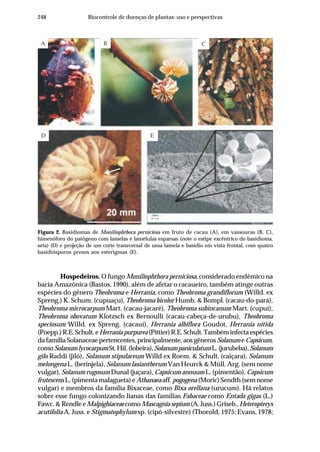 248 Biocontrole de doenças de plantas: uso e perspectivas
Figura 2. Basidiomas de Moniliophthora perniciosa em fruto de cacau (A), em vassouras (B, C),
himenóforo do patógeno com lamelas e lamélulas esparsas (note o estipe excêntrico do basidioma,
seta) (D) e projeção de um corte transversal de uma lamela e basídio em vista frontal, com quatro
basidiósporos presos aos esterigmas (E).
A
D E
B C
Hospedeiros. O fungo Moniliophthora perniciosa, considerado endêmico na
bacia Amazônica (Bastos, 1990), além de afetar o cacaueiro, também atinge outras
espécies do gênero Theobroma e Herrania, como Theobroma grandiflorum (Willd. ex
Spreng.) K. Schum. (cupuaçu), Theobroma bicolor Humb. & Bompl. (cacau-do-pará),
Theobroma microcarpum Mart. (cacau-jacaré), Theobroma subincanum Mart. (cupuí),
Theobroma obovatum Klotzsch ex Bernoulli (cacau-cabeça-de-urubu), Theobroma
speciosum Willd. ex Spreng. (cacauí), Herrania albiflora Goudot, Herrania nitida
(Poepp.)R.E.Schult.eHerraniapurpurea (Pittier)R.E.Schult.Tambéminfectaespécies
da família Solanaceae pertencentes, principalmente, aos gêneros Solanum eCapsicum,
comoSolanumlycocarpumSt.Hil.(lobeira),SolanumpaniculatumL.(jurubeba),Solanum
gilo Raddi (jiló), Solanum stipulaceum Willd ex Roem. & Schult. (caiçara), Solanum
melongena L. (berinjela), Solanum lasiantherum Van Heurck & Müll. Arg. (sem nome
vulgar), Solanum rugosum Dunal (juçara), Capsicum annuum L. (pimentão), Capsicum
frutescens L. (pimenta malagueta) e Athanaea aff. pogogena (Moric) Sendth (sem nome
vulgar) e membros da família Bixaceae, como Bixa orellana (urucum). Há relatos
sobre esse fungo colonizando lianas das famílias Fabaceae como Entada gigas (L.)
Fawc. & Rendle eMalpighiaceaecomo Mascagnia sepium(A. Juss.) Griseb., Heteropterys
acutifolia A. Juss. e Stigmatophylum sp. (cipó-silvestre) (Thorold, 1975; Evans, 1978;
 