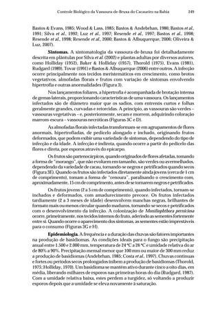 249Controle Biológico da Vassoura-de-Bruxa do Cacaueiro na Bahia
Bastos & Evans, 1985; Wood & Lass, 1985; Bastos & Andebrhan, 1986; Bastos et al.,
1991; Silva et al., 1992; Luz et al., 1997; Resende et al., 1997; Bastos et al., 1998;
Resende et al., 1998; Resende et al., 2000; Bastos & Albuquerque, 2006; Oliveira &
Luz, 2007).
Sintomas. A sintomatologia da vassoura-de-bruxa foi detalhadamente
descrita em plântulas por Silva et al. (2002) e plantas adultas por diversos autores,
como Holliday (1952), Baker & Holliday (1957), Thorold (1975), Evans (1981),
Rudgard (1989), Tovar (1991) e Bastos & Albuquerque (2006) entre outros. A infecção
ocorre principalmente nos tecidos meristemáticos em crescimento, como brotos
vegetativos, almofadas florais e frutos com variação de sintomas envolvendo
hipertrofia e outras anormalidades (Figura 3).
Nos lançamentos foliares, a hipertrofia é acompanhada de brotação intensa
de gemas laterais, proporcionando características de uma vassoura. Os lançamentos
infectados são de diâmetro maior que os sadios, com entrenós curtos e folhas
geralmente grandes, curvadas e retorcidas. A princípio, as vassouras são verdes –
vassouras vegetativas – e, posteriormente, secam e morrem, adquirindo coloração
marrom-escura – vassouras necróticas (Figuras 3C e D).
As almofadas florais infectadas transformam-se em agrupamentos de flores
anormais, hipertrofiadas, de pedicelo alongado e inchado, originando frutos
deformados, que podem exibir uma variedade de sintomas, dependendo do tipo de
infecção e da idade. A infecção é indireta, quando ocorre a partir do pedicelo das
flores e direta, por esporos através do epicarpo.
Osfrutossãopartenocárpicos,quandooriginadosdefloresafetadas,tomando
a forma de “morango”, que não evoluem em tamanho, são verdes ou avermelhados,
dependendo da variedade de cacau, tornando-se negros e petrificados quando secos
(Figura 3E). Quando os frutos são infectados diretamente ainda jovens (cerca de 1 cm
de comprimento), tomam a forma de “cenoura”, paralisando o crescimento com,
aproximadamente,15cmdecomprimento,antesdesetornaremnegrosepetrificados.
Os frutos jovens (2 a 5 cm de comprimento), quando infectados, tornam-se
inchados e deformados, com amadurecimento precoce. Os frutos infectados
tardiamente (2 a 3 meses de idade) desenvolvem manchas negras, brilhantes de
formato mais ou menos circular quando maduros, tornando-se secos e petrificados
com o desenvolvimento da infecção. A colonização de Moniliophthora perniciosa
ocorre,primeiramente,nostecidosinternosdofruto,aderindoassementesfortemente
entresi.Quandoocorreoaparecimentodossintomas,assementesestãoimprestáveis
para o consumo (Figuras 3G e H).
Epidemiologia.A frequência e a duração das chuvas são fatores importantes
na produção de basidiomas. As condições ideais para o fungo são precipitação
anual entre 1.500 e 2.000 mm, temperatura de 24 ºC a 26 ºC e umidade relativa do ar
de 80% a 90%. Precipitação mensal menor que 100 mm ou maior de 300 mm reduz
a produção de basidiomas (Andebrhan, 1985; Costa et al., 1997). Chuvas contínuas
e fortes ou períodos secos prolongados inibem a produção de basidiomas (Thorold,
1975; Holliday, 1970). Um basidioma se mantém ativo durante cinco a oito dias, em
média, liberando milhares de esporos nas primeiras horas do dia (Rudgard, 1987).
Com a umidade relativa baixa, estes perdem a turgidez, só voltando a produzir
esporos depois que a umidade se eleva novamente à saturação.
 
