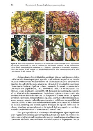 250 Biocontrole de doenças de plantas: uso e perspectivas
Figura 3. Área isenta de sintomas da vassoura-de-bruxa (VB) do cacaueiro (A) e área severamente
afetada pela enfermidade (B); tipos de vassouras em lançamentos foliares (C, D); VB em almofadas
florais: frutos partenocárpicos (morangos) (E) e vassoura vegetativa (F); fruto sadio (esquerda) e
fruto com sintoma da VB (direita) (G); secção longitudinal de fruto sadio (esquerda) e de fruto
com sintoma da VB (direita) (H).
A B
C D
F
E G
H
A disseminação de Moniliophthora perniciosaé feita por basidiósporos, únicas
unidades infectivas do patógeno, que são produzidos na superfície de lamelas
situadas no himenóforo dos basidiomas, em células especializadas denominadas
basídios, de onde são liberados ativamente (ejetados). O principal mecanismo de
disseminação da doença é pelo ar, embora chuvas não deixem de exercer também
um importante papel (Evans, 1981; Andebrhan, 1988). Os basidiósporos, cuja
liberaçãoocorre,geralmente,entreas18he6hdamanhã,sãolevadospelascorrentes
aéreas (disseminação) e necessitam ser depositados rapidamente sobre os tecidos
em crescimento (sítios de infecção) do hospedeiro. Nesses locais, os esporos
germinamepenetram.Apósumahoradeexposiçãoaoarlivre,submetidosàradiação
solar e ao dessecamento, os basidiósporos perdem a viabilidade. A quantidade de
basidiósporos no ar reduz sensivelmente em distâncias superiores a 300 m da fonte
de inóculo, embora possa ocorrer alguma deposição de esporos e infecções em
plantas situadas a alguns quilômetros da fonte de inóculo, quando as condições
atmosféricas são favoráveis à disseminação (Luz et al., 1997).
Para que haja infecção, é preciso que os basidiósporos sejam depositados
sobre regiões meristemáticas (gemas vegetativas, florais e ou frutos em formação até
os três meses de idade), onde penetram diretamente ou pelos estômatos. Nas gemas
dormentes, a infecção torna-se latente, assumindo o aspecto de pequenos cancros
 