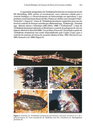 253Controle Biológico da Vassoura-de-Bruxa do Cacaueiro na Bahia
A capacidade antagonística do Trichoderma foi descrita em meados do século
XX (Weindling, 1932), porém, só recentemente, com o interesse voltado para o
controle biológico e o desenvolvimento da biotecnologia em agricultura, é que
produtoscomerciaisforamdesenvolvidos.PodemsercitadoscomoexemploF-Stop®
,
Trichodex®
e Supravit®
, à base de Trichoderma harzianum, registrados para uso em
Israel no controle de doenças causadas por Rhizoctonia spp., Pythium spp., Fusarium
spp., Botrytis cinerea e Sclerotium rolfsii (Melo, 1998) e Trichodermil®
, a base de
Trichoderma harzianum registrado no Brasil para o controle de patógenos de solo em
feijoeiro (Bettiol & Morandi 2008). Um produto (Tricovab®
) formulado a partir de
Trichoderma stromaticum está sendo disponibilizado pela Ceplac/Cepec para o
controle da vassoura-de-bruxa do cacaueiro (Bastos & Dias, 1992; Oliveira & Luz,
2005; Samuels et al., 2000) (Figura 4).
Figura 4. Pústulas de Trichoderma stromaticum parasitando vassouras necróticas (A e B) e
plesionecróticas (C), fruto mumificado de Theobroma cacao (D) e basidioma de Moniliophthora
perniciosa (E).
A
B
D E
C
 