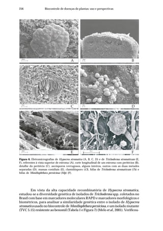 256 Biocontrole de doenças de plantas: uso e perspectivas
Figura 6. Eletromicrografias de Hypocrea stromatica (A, B, C, D) e de Trichoderma stromaticum (E,
F), referentes à vista superior de estroma (A), corte longitudinal de um estroma com peritécios (B),
detalhe do peritécio (C), ascósporos verrugosos, alguns inteiros, outros com as duas metades
separadas (D), massas conidiais (E), clamidósporo (Cl), hifas de Trichoderma stromaticum (Ts) e
hifas de Moniliophthora perniciosa (Mp) (F).
Em vista da alta capacidade recombinatória de Hypocrea stromatica,
estudou-se a diversidade genética de isolados de Trichoderma spp. coletados no
Brasil com base em marcadores moleculares RAPD e marcadores morfológicos e
biométricos, para analisar a similaridade genética entre o isolado de Hypocrea
stromatica usado no biocontrole de Moniliophthora perniciosa, e um isolado mutante
(TVC 5.15) resistente ao benomil (Tabela 1 e Figura 7) (Melo et al., 2001). Verificou-
A
C
E
B
D
F
 