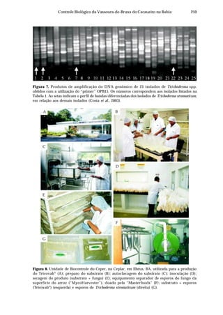 259Controle Biológico da Vassoura-de-Bruxa do Cacaueiro na Bahia
Figura 7. Produtos de amplificação do DNA genômico de 25 isolados de Trichoderma spp.
obtidos com a utilização do “primer” OPB15. Os números correspondem aos isolados listados na
Tabela 1. As setas indicam o perfil de bandas diferenciadas dos isolados de Trichoderma stromaticum,
em relação aos demais isolados (Costa et al., 2003).
Figura 8. Unidade de Biocontrole do Cepec, na Ceplac, em Ilhéus, BA, utilizada para a produção
do Tricovab®
(A); preparo do substrato (B); autoclavagem do substrato (C); inoculação (D);
secagem do produto (substrato + fungo) (E); equipamento separador de esporos do fungo da
superfície do arroz (“MycoHarvester”), doado pela “Masterfoods” (F); substrato + esporos
(Tricovab®
) (esquerda) e esporos de Trichoderma stromaticum (direita) (G).
 