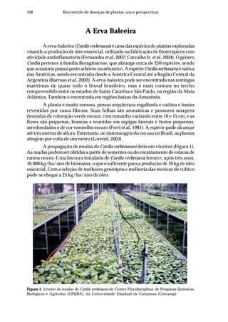 338 Biocontrole de doenças de plantas: uso e perspectivas
A Erva Baleeira
A erva-baleeira (Cordia verbenacea) é uma das espécies de plantas exploradas
visando a produção de óleo essencial, utilizado na fabricação de fitoterápicos com
atividade antiinflamatória (Fernandes et al., 2007; Carvalho Jr. et al., 2004). O gênero
Cordia pertence à família Boraginaceae, que abrange cerca de 250 espécies, sendo
que a maioria possui porte arbóreo ou arbustivo. A espécie Cordia verbenacea é nativa
das Américas, sendo encontrada desde a América Central até a Região Central da
Argentina (Barroso et al., 2002). A erva-baleeira pode ser encontrada nas restingas
marítimas de quase todo o litoral brasileiro, mas é mais comum no trecho
compreendido entre os estados de Santa Catarina e São Paulo, na região da Mata
Atlântica. Também é encontrada em regiões baixas da Amazônia.
A planta é muito ramosa, possui arquitetura esgalhada e caótica e hastes
revestidas por casca fibrosa. Suas folhas são aromáticas e possuem margens
dentadas de coloração verde escura, com tamanho variando entre 10 e 15 cm, e as
flores são pequenas, brancas e reunidas em espigas laterais e frutos pequenos,
arredondados e de cor vermelho escuro (Ferri et al., 1981). A espécie pode alcançar
até três metros de altura. Entretanto, no sistema agrícola em uso no Brasil, as plantas
atingem por volta de um metro (Lorenzi, 2003).
A propagação de mudas de Cordia verbenacea é feita em viveiros (Figura 1).
As mudas podem ser obtidas a partir de sementes ou do enraizamento de estacas de
ramos novos. Uma lavoura instalada de Cordia verbenacea fornece, após três anos,
16.000 kg/ha/ano de biomassa, o que é suficiente para a produção de 10 kg de óleo
essencial. Com a seleção de melhores genótipos e melhoria das técnicas de cultivo
pode-se chegar a 25 kg/ha/ano do óleo.
Figura 1. Viveiro de mudas de Cordia verbenacea do Centro Pluridisciplinar de Pesquisas Químicas,
Biológicas e Agrícolas (CPQBA), da Universidade Estadual de Campinas (Unicamp).
 
