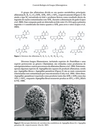 71Controle Biológico de Fungos Aflatoxigênicos
O grupo das aflatoxinas divide-se em quatro metabólitos principais:
aflatoxinas B1
, B2
, G1
e G2
(AFB1
, AFB2
, AFG1
e AFG2
, respectivamente)(Figura 1). Há
ainda o tipo M1
encontrada no leite e produtos lácteos como resultado direto da
ingestão de rações contaminadas com AFB1
, durante a alimentação do gado (López
et al., 2003). Esse composto pode ser detectado no leite entre 12 e 24 h após a primeira
ingestão e é considerado tão tóxico quanto a AFB1
para aves e ratos (López et al.,
2003).
Figura 1. Estrutura das aflatoxinas B1
, B2
, G1
, G2
, M1
, M2
, B2A
e G2A
Figura 2. Microscopia eletrônica de varredura dos conidióforos de Aspergillus flavus (A) e Aspergillus
parasiticus (B), respectivamente (Zucchi, 2007).
Diversos fungos filamentosos, incluindo espécies de Penicillium e uma
espécie pertencente ao gênero Chaetomium, são relatadas como produtoras de
esterigmatocistina e outros precursores da aflatoxina (Barnes et al., 1994). Entretanto,
apenas algumas espécies de Aspergillus são capazes de produzir aflatoxinas, sendo
que Aspergillus flavus e Aspergillus parasiticus (Figura 2) são as mais comumente
relacionadas com contaminação por essa micotoxina (Cotty et al., 1994). Além disso,
Aspergillus parasiticus é reportado como produtor tanto das AFB1
e AFB2
como das
AFG1
e AFG2
, enquanto Aspergillus flavus raramente produz as AFG1
e AFG2
(Klich
& Pitt, 1988).
A B
 