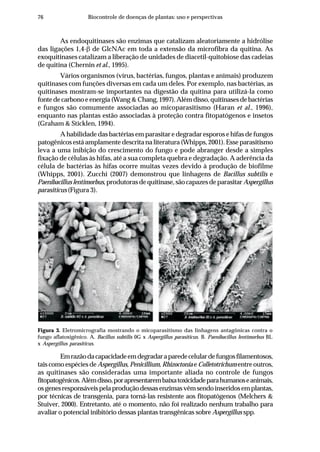 76 Biocontrole de doenças de plantas: uso e perspectivas
As endoquitinases são enzimas que catalizam aleatoriamente a hidrólise
das ligações 1,4-β de GlcNAc em toda a extensão da microfibra da quitina. As
exoquitinases catalizam a liberação de unidades de diacetil-quitobiose das cadeias
de quitina (Chernin et al., 1995).
Vários organismos (vírus, bactérias, fungos, plantas e animais) produzem
quitinases com funções diversas em cada um deles. Por exemplo, nas bactérias, as
quitinases mostram-se importantes na digestão da quitina para utilizá-la como
fontedecarbonoeenergia(Wang&Chang,1997).Alémdisso,quitinasesdebactérias
e fungos são comumente associadas ao micoparasitismo (Haran et al., 1996),
enquanto nas plantas estão associadas à proteção contra fitopatógenos e insetos
(Graham & Sticklen, 1994).
A habilidade das bactérias em parasitar e degradar esporos e hifas de fungos
patogênicos está amplamente descrita na literatura (Whipps, 2001). Esse parasitismo
leva a uma inibição do crescimento do fungo e pode abranger desde a simples
fixação de células às hifas, até a sua completa quebra e degradação. A aderência da
célula de bactérias às hifas ocorre muitas vezes devido à produção de biofilme
(Whipps, 2001). Zucchi (2007) demonstrou que linhagens de Bacillus subtilis e
Paenibacillus lentimorbus,produtorasdequitinase,sãocapazesdeparasitar Aspergillus
parasiticus (Figura 3).
Figura 3. Eletromicrografia mostrando o micoparasitismo das linhagens antagônicas contra o
fungo aflatoxigênico. A. Bacillus subtilis 0G x Aspergillus parasiticus. B. Paenibacillus lentimorbus BL
x Aspergillus parasiticus.
A B
Emrazãodacapacidadeemdegradaraparedecelulardefungosfilamentosos,
tais como espécies de Aspergillus, Penicillium, Rhizoctonia e Colletotrichum entre outros,
as quitinases são consideradas uma importante aliada no controle de fungos
fitopatogênicos.Alémdisso,porapresentarembaixatoxicidadeparahumanoseanimais,
osgenesresponsáveispelaproduçãodessasenzimasvêmsendoinseridosemplantas,
por técnicas de transgenia, para torná-las resistente aos fitopatógenos (Melchers &
Stuiver, 2000). Entretanto, até o momento, não foi realizado nenhum trabalho para
avaliar o potencial inibitório dessas plantas transgênicas sobre Aspergillus spp.
 