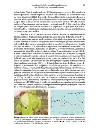 89Indução de Resistência em Plantas a Patógenos
por Eliciadores de Natureza Bacteriana
A harpina de Erwinia amylovora induz SAR e patógenos encontram dificuldade em
se multiplicar nos tecidos de plantas expostas previamente a ela. Conforme dados
da Eden Bioscience (2007), desenvolvedora do bioproduto comercializado com o
nomedeMessenger®,plantasdeArabdopsisthaliana foramatomizadascomaharpina
e, após 24 h, as folhas foram imersas em suspensão de células (108
UFC/ml) do
patógeno Pseudomonassyringaepv.tomato eemágua(controle).Adiferentesintervalos
de tempo após a inoculação, estimou-se a população do patógeno nas folhas,
encontrando-se resistência da planta previamente exposta à harpina à multiplicação
do patógeno em seus tecidos.
Romeiro et al. (2005a) encontraram, em um universo de 500 residentes de
filoplanoobtidosdeplantassadiasdefeijoeiro,umisolamentodeBacilluscereus(UFV-
172) que promovia o biocontrole de múltipas enfermidades fúngicas e bacterianas da
cultura,emboranãoexercesseantagonismodiretocontraospatógenosincitantesdessas
enfermidades.Istolevouosautoresasuspeitaremqueobiocontrolepudesseserdevido
àinduçãoderesistência.Pormeiodeantibiogramas,foramencontradostrêsantibióticos
(Penicilina,AmpicilinaeAmoxacilina)aosquaisUFV-172foisensível,masXanthomonas
campestris pv.phaseolifoiresistente.Assim,aadiçãodessesantibióticosaomeio523de
Kado&Heskett(1970)permitiucriarummeiosemi-seletivodeculturaondeopatógeno
crescianormalmente,masnãooagentedebiocontroleeque,provavelmente,eratambém
inibitório para a microbiota não patogênica porventura existente na superfície das
folhas de feijoeiro. Em ambiente de casa de vegetação o agente de biocontrole foi
dispensado por atomização (OD540nm
= 0,4) em folhas primárias de plantas jovens de
feijoeiro e, após quatro dias, suspensão de células do patógeno foi inoculada por
infiltração(OD540nm
=0,05),emfolhasprimárias,comauxíliodeseringahipodérmica.A
diferentes intervalos de tempo após a inoculação, discos de folha foram removidos,
pesados, triturados em solução fosfato tampão contendo polivinilpirrolidina a 1% e o
extrato resultante sofreu diluição seriada seguindo-se semeio em placas. A contagem
de UFC/g de tecido permitiu detectar uma nítida diferença entre as tendências
populacionaisdeXanthomonascampestrispv.phaseoliemfolhasexpostasenãoexpostas
aoisolamentoUFV-172(Figura1).Issofoiinterpretadocomoumasituaçãoderesistência
induzida, uma vez que tecidos da planta previamente exposta a propágulos vivos de
UFV-172restringiamamultiplicaçãodopatógeno.
Figura 1. Esquerda: folhas primárias de feijoeiro inoculadas por infiltração de uma suspensão de
células de Xanthomonas campestris pv. phaseoli (OD540nm
= 0,05). Direita: tendências populacionais
do patógeno em folhas de feijoeiro previamente expostas ( ⎯ ) e não expostas (•⎯•) ao
residente de filoplano UFV-172 (Bacillus cereus).
Horas após a inoculação
0
3
6
9
12
0 40 80 120 160 200
Não exposta
Exposta
 
