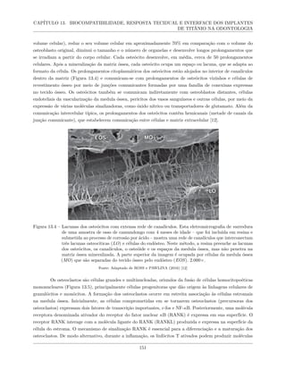 CAPÍTULO 13. BIOCOMPATIBILIDADE, RESPOSTA TECIDUAL E INTERFACE DOS IMPLANTES
DE TITÂNIO NA ODONTOLOGIA
volume celular), reduz o seu volume celular em aproximadamente 70% em comparação com o volume do
osteoblasto original, diminui o tamanho e o número de organelas e desenvolve longos prolongamentos que
se irradiam a partir do corpo celular. Cada osteócito desenvolve, em média, cerca de 50 prolongamentos
celulares. Após a mineralização da matriz óssea, cada osteócito ocupa um espaço ou lacuna, que se adapta ao
formato da célula. Os prolongamentos citoplasmáticos dos osteócitos estão alojados no interior de canalículos
dentro da matriz (Figura 13.4) e comunicam-se com prolongamentos de osteócitos vizinhos e células de
revestimento ósseo por meio de junções comunicantes formadas por uma família de conexinas expressas
no tecido ósseo. Os osteócitos também se comunicam indiretamente com osteoblastos distantes, células
endoteliais da vascularização da medula óssea, pericitos dos vasos sanguíneos e outras células, por meio da
expressão de várias moléculas sinalizadoras, como óxido nítrico ou transportadores de glutamato. Além da
comunicação intercelular típica, os prolongamentos dos osteócitos contêm hemicanais (metade de canais da
junção comunicante), que estabelecem comunicação entre células e matriz extracelular [12].
Figura 13.4 – Lacunas dos osteócitos com extensa rede de canalículos. Esta eletromicrografia de varredura
de uma amostra de osso de camundongo com 4 meses de idade – que foi incluída em resina e
submetida ao processo de corrosão por ácido – mostra uma rede de canalículos que interconectam
três lacunas osteocíticas (LO) e células do endósteo. Neste método, a resina preenche as lacunas
dos osteócitos, os canalículos, o osteóide e os espaços da medula óssea, mas não penetra na
matriz óssea mineralizada. A parte superior da imagem é ocupada por células da medula óssea
(MO) que são separadas do tecido ósseo pelo endósteo (EOS). 2.000×.
Fonte: Adaptado de ROSS e PAWLINA (2016) [12]
Os osteoclastos são células grandes e multinucleadas, oriundos da fusão de células homocitopoéticas
mononucleares (Figura 13.5), principalmente células progenitoras que dão origem às linhagens celulares de
granulócitos e monócitos. A formação dos osteoclastos ocorre em estreita associação às células estromais
na medula óssea. Inicialmente, as células comprometidas em se tornarem osteoclastos (precursoras dos
osteoclastos) expressam dois fatores de transcrição importantes, c-fos e NF-κB. Posteriormente, uma molécula
receptora denominada ativador do receptor do fator nuclear κB (RANK) é expressa em sua superfície. O
receptor RANK interage com a molécula ligante do RANK (RANKL) produzida e expressa na superfície da
célula do estroma. O mecanismo de sinalização RANK é essencial para a diferenciação e a maturação dos
osteoclastos. De modo alternativo, durante a inflamação, os linfócitos T ativados podem produzir moléculas
151
 
