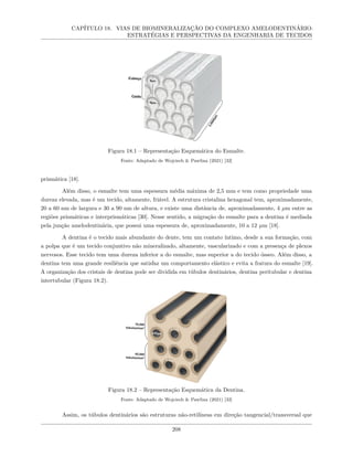 CAPÍTULO 18. VIAS DE BIOMINERALIZAÇÃO DO COMPLEXO AMELODENTINÁRIO:
ESTRATÉGIAS E PERSPECTIVAS DA ENGENHARIA DE TECIDOS
Figura 18.1 – Representação Esquemática do Esmalte.
Fonte: Adaptado de Wojciech & Pawlina (2021) [32]
prismática [18].
Além disso, o esmalte tem uma espessura média máxima de 2,5 mm e tem como propriedade uma
dureza elevada, mas é um tecido, altamente, friável. A estrutura cristalina hexagonal tem, aproximadamente,
20 a 60 nm de largura e 30 a 90 nm de altura, e existe uma distância de, aproximadamente, 4 µm entre as
regiões prismáticas e interprismáticas [30]. Nesse sentido, a migração do esmalte para a dentina é mediada
pela junção amelodentinária, que possui uma espessura de, aproximadamente, 10 a 12 µm [18].
A dentina é o tecido mais abundante do dente, tem um contato íntimo, desde a sua formação, com
a polpa que é um tecido conjuntivo não mineralizado, altamente, vascularizado e com a presença de plexos
nervosos. Esse tecido tem uma dureza inferior a do esmalte, mas superior a do tecido ósseo. Além disso, a
dentina tem uma grande resiliência que satisfaz um comportamento elástico e evita a fratura do esmalte [19].
A organização dos cristais de dentina pode ser dividida em túbulos dentinários, dentina peritubular e dentina
intertubular (Figura 18.2).
Figura 18.2 – Representação Esquemática da Dentina.
Fonte: Adaptado de Wojciech & Pawlina (2021) [32]
Assim, os túbulos dentinários são estruturas não-retilíneas em direção tangencial/transversal que
208
 