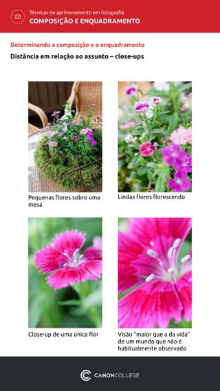 COMPOSIÇÃO E ENQUADRAMENTO
Técnicas de aprimoramento em fotografia
Distância em relação ao assunto – close-ups
Determinando a composição e o enquadramento
Pequenas flores sobre uma
mesa
Lindas flores florescendo
Close-up de uma única flor Visão "maior que a da vida"
de um mundo que não é
habitualmente observado
 