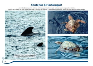 16 
Centenas de tartarugas! 
A Norte das Canárias, vimos centenas de tartarugas, meio metro cada, ou mais, vogando espaçadas entre elas. 
Tivemos até a sorte de ver umas baleias-piloto, mãe e filhote, de um grupo de 4, que passaram indiferentes, mesmo ao nosso lado, em sentido contrário 
Depois de 3 días e meio de navegação, 
o BÚZIOS VII chega a Lanzarote 
 