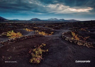 Vinhas de Lanzarote Lanzarote 
 