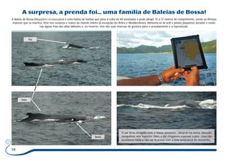 58 
A surpresa, a prenda foi... uma família de Baleias de Bossa! 
A Baleia de Bossa (Megaptera novaeangliae) é uma baleia de barbas que pesa à volta de 40 toneladas e pode atingir 15 a 17 metros de comprimento, sendo as fêmeas 
maiores que os machos. Vive nos oceanos e mares do mundo inteiro (à excepção do Ártico e Mediterrâneo). Alimenta-se de krill e peixes pequenos durante o verão 
nas águas frias das altas latitudes e, no inverno, vive das suas reservas de gordura para o acasalamento e a reprodução. 
O pai ficou zangado com a nossa presença... virou-se na nossa direcção, 
mergulhou, nós, fugimos, claro, e até chegamos a pensar o pior... mas não 
aconteceu nada a não ser ficarmos com a bela lembrança do momento. 
Pai 
Mãe 
Bebé 
 