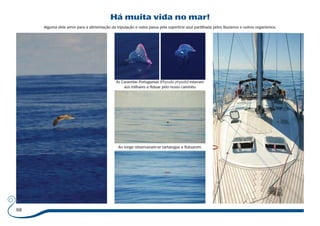 98 
Há muita vida no mar! 
Alguma dela serve para a alimentação da tripulação e outra passa pela superfície azul partilhada pelos Buzianos e outros organismos. 
As Caravelas Portuguesas (Physalia physalis) estavam 
aos milhares a flutuar pelo nosso caminho 
Ao longe observavam-se tartarugas a flutuarem. 
 