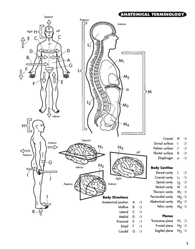 Livro de anatomia completo