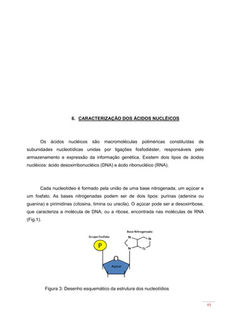 49
6. CARACTERIZAÇÃO DOS ÁCIDOS NUCLÉICOS
Os ácidos nucléicos são macromoléculas poliméricas constituídas de
subunidades nucleotídicas unidas por ligações fosfodiéster, responsáveis pelo
armazenamento e expressão da informação genética. Existem dois tipos de ácidos
nucléicos: ácido desoxirribonucléico (DNA) e ácdo ribonucléico (RNA).
Cada nucleotídeo é formado pela união de uma base nitrogenada, um açúcar e
um fosfato. As bases nitrogenadas podem ser de dois tipos: purinas (adenina ou
guanina) e pirimidinas (citosina, timina ou uracila). O açúcar pode ser a desoxirribose,
que caracteriza a molécula de DNA, ou a ribose, encontrada nas moléculas de RNA
(Fig.1).
Figura 3: Desenho esquemático da estrutura dos nucleotídios
 