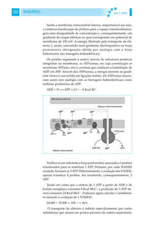 EaD • UFMS102 BIOQUÍMICA
Sendo a membrana mitocondrial interna, impermeável aos íons,
a contínua translocação de prótons para o espaço intermembranar,
gera uma desigualdade de concentração e, consequentemente, um
gradiente de cargas elétricas ao qual corresponde um potencial de
membrana de 150 mV. A energia libertada pelo transporte de elé-
trons é, assim, convertida num gradiente electroquímico ou força
protomotriz (designação obtida por analogia com a força
hidromotriz das barragens hidroelétricas).
Os protões regressam à matriz através de estruturas proteicas
integradas na membrana, os ATPsomas, em cuja constituição se
encontram ATPases, isto é, enzimas que catalisam a fosforilação de
ADP em ATP. Através dos ATPsomas, a energia inerente ao gradi-
ente iónico é convertida em ligações fosfato. Os ATPsomas funcio-
nam assim (em analogia com as barragens hidroeléctricas) como
turbinas produtoras de ATP.
ADP + Pi ↔ ATP Gº = - 8 Kcal M-1
Verifica-se ser suficiente a força protomotriz associada a 2 protões
translocados para se sintetizar 1 ATP. Portanto, por cada NADH2
oxidado, formam-se 3 ATP. Diferentemente, a oxidação dos FADH2,
apenas transloca 4 protões, daí resultando, consequentemente, 2
ATP.
Tendo em conta que a síntese de 1 ATP a partir de ADP e de
fosfato inorgânico consome 8 Kcal Mol-1
, a produção de 3 ATP de-
verá consumir 24 Kcal Mol-1
. Podemos agora calcular o rendimen-
to inerente à oxidação de 1 NADH2:
24.000 / 52.000 x 100 = ± 46%
O transporte de elétrons é inibido especificamente por certas
substâncias que atuam em pontos precisos da cadeia respiratória.
 