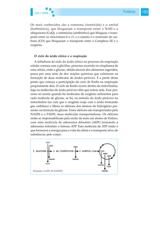 EaD • UFMS 103Proteínas
Os mais conhecidos são a rotenona (inseticida) e o amital
(barbitúrico), que bloqueiam o transporte entre o NAD e a
ubiquinona (CoQ), a antimicina (antibiótico) que bloqueia o trans-
porte entre os citocrómios b e c1, e o cianeto e o nonóxido de car-
bono (CO) que bloqueiam o transporte entre o Complexo III e o
oxigénio.
O ciclo do ácido cítrico e a respiração
A influência do ciclo do ácido cítrico no processo da respiração
celular começa com a glicólise, processo ocorrido no citoplasma de
uma célula, onde a glicose, obtida através dos alimentos ingeridos,
passa por uma série de dez reações químicas que culminam na
formação de duas moléculas de ácidos pirúvico. É a partir desse
ponto que começa a participação do ciclo de Krebs na respiração
propriamente dita. O ciclo de Krebs ocorre dentro da mitocôndria,
logo as moléculas de ácido pirúvico têm que entrar nela. Esse pro-
cesso só ocorre quando há moléculas de oxigênio suficientes para
cada molécula de glicose, se há, na entrada do ácido pirúvico na
mitocôndria faz com que o oxigênio reaja com o ácido formando
gás carbônico e libera os elétrons dos átomos de hidrogênio pre-
sentes na fórmula da glicose. Esses elétrons são transportados pelo
NADH e o FADH, duas moléculas transportadoras. Os elétrons
então se responsabilizam pela união de mais um átomo de fósforo,
com uma molécula de adenosina difosfato (ADP) formando a
adenosina trifosfato o famoso ATP. Esta molécula de ATP então é
que fornecerá a energia para a vida da célula e o transporte ativo de
substâncias pelo corpo.
 