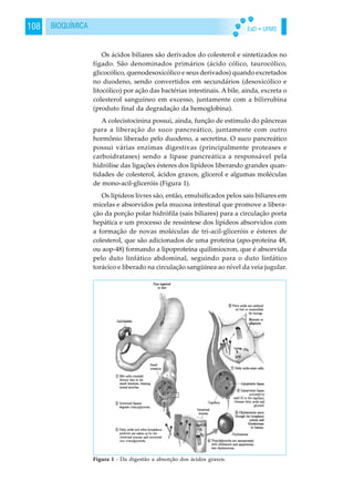 EaD • UFMS108 BIOQUÍMICA
Os ácidos biliares são derivados do colesterol e sintetizados no
fígado. São denominados primários (ácido cólico, taurocólico,
glicocólico, quenodesoxicólico e seus derivados) quando excretados
no duodeno, sendo convertidos em secundários (desoxicólico e
litocólico) por ação das bactérias intestinais. A bile, ainda, excreta o
colesterol sanguíneo em excesso, juntamente com a bilirrubina
(produto final da degradação da hemoglobina).
A colecistocinina possui, ainda, função de estímulo do pâncreas
para a liberação do suco pancreático, juntamente com outro
hormônio liberado pelo duodeno, a secretina. O suco pancreático
possui várias enzimas digestivas (principalmente proteases e
carboidratases) sendo a lipase pancreática a responsável pela
hidrólise das ligações ésteres dos lipídeos liberando grandes quan-
tidades de colesterol, ácidos graxos, glicerol e algumas moléculas
de mono-acil-gliceróis (Figura 1).
Os lipídeos livres são, então, emulsificados pelos sais biliares em
micelas e absorvidos pela mucosa intestinal que promove a libera-
ção da porção polar hidrófila (sais biliares) para a circulação porta
hepática e um processo de ressíntese dos lipídeos absorvidos com
a formação de novas moléculas de tri-acil-gliceróis e ésteres de
colesterol, que são adicionados de uma proteína (apo-proteína 48,
ou aop-48) formando a lipoproteína quilimíocron, que é absorvida
pelo duto linfático abdominal, seguindo para o duto linfático
torácico e liberado na circulação sangüínea ao nível da veia jugular.
Figura 1 - Da digestão a absorção dos ácidos graxos.
 