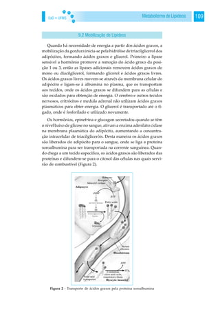 EaD • UFMS 109Metabolismo de Lipídeos
Quando há necessidade de energia a partir dos ácidos graxos, a
mobilização da gordura inicia-se pela hidrólise de triacilglicerol dos
adipócitos, formando ácidos graxos e glicerol. Primeiro a lipase
sensível a hormônio promove a remoção do ácido graxo da posi-
ção 1 ou 3, então as lipases adicionais removem ácidos graxos do
mono ou diacilglicerol, formando glicerol e ácidos graxos livres.
Os ácidos graxos livres movem-se através da membrana celular do
adipócito e ligam-se à albumina no plasma, que os transportam
aos tecidos, onde os ácidos graxos se difundem para as células e
são oxidados para obtenção de energia. O cérebro e outros tecidos
nervosos, eritrócitos e medula adrenal não utilizam ácidos graxos
plasmáticos para obter energia. O glicerol é transportado até o fí-
gado, onde é fosforilado e utilizado novamente.
Os hormônios, epinefrina e glucagon secretados quando se têm
o nível baixo de glicose no sangue, ativam a enzima adenilato ciclase
na membrana plasmática do adipócito, aumentando a concentra-
ção intracelular de triacilgliceróis. Desta maneira os ácidos graxos
são liberados do adipócito para o sangue, onde se liga a proteína
soroalbumina para ser transportada na corrente sanguínea. Quan-
do chega a um tecido específico, os ácidos graxos são liberados das
proteínas e difundem-se para o citosol das células nas quais servi-
rão de combustível (Figura 2).
9.2 Mobilização de Lipídeos
Figura 2 - Transporte de ácidos graxos pela proteína soroalbumina
 