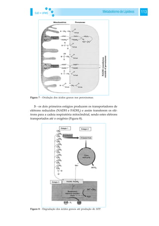 EaD • UFMS 113Metabolismo de Lipídeos
3 - os dois primeiros estágios produzem os transportadores de
elétrons reduzidos (NADH e FADH2
) e assim transferem os elé-
trons para a cadeia respiratória mitocôndrial, sendo estes elétrons
transportados até o oxigênio (Figura 8).
Figura 7 - Oxidação dos ácidos graxos nos peroxisomas.
Figura 8 - Degradação dos ácidos graxos até produção de ATP.
 