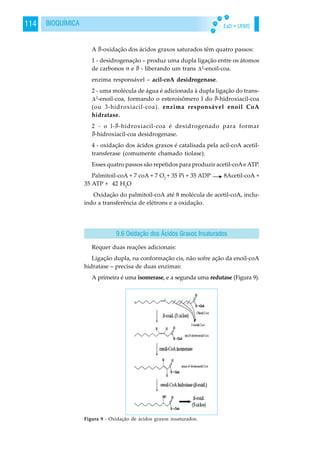 EaD • UFMS114 BIOQUÍMICA
A -oxidação dos ácidos graxos saturados têm quatro passos:
1 - desidrogenação – produz uma dupla ligação entre os átomos
de carbonos e - liberando um trans 2
-enoil-coa.
enzima responsável – acil-coA desidrogenase.
2 - uma molécula de água é adicionada à dupla ligação do trans-
2
-enoil-coa, formando o esteroisômero l do -hidroxiacil-coa
(ou 3-hidroxiacil-coa). enzima responsável enoil CoA
hidratase.
2 - o l- -hidroxiacil-coa é desidrogenado para formar
-hidroxiacil-coa desidrogenase.
4 - oxidação dos ácidos graxos é catalisada pela acil-coA acetil-
transferase (comumente chamado tiolase).
Esses quatro passos são repetidos para produzir acetil-coAe ATP.
Palmitoil-coA + 7 coA + 7 O2
+ 35 Pi + 35 ADP 8Acetil-coA +
35 ATP + 42 H2
O
Oxidação do palmitoil-coA até 8 molécula de acetil-coA, inclu-
indo a transferência de elétrons e a oxidação.
Requer duas reações adicionais:
Ligação dupla, na conformação cis, não sofre ação da enoil-coA
hidratase – precisa de duas enzimas:
A primeira é uma isomerase, e a segunda uma redutase (Figura 9).
9.6 Oxidação dos Ácidos Graxos Insaturados
Figura 9 - Oxidação de ácidos graxos insaturados.
 