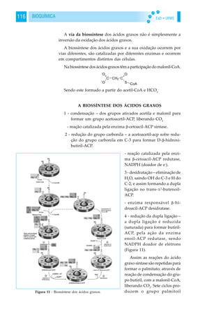EaD • UFMS116 BIOQUÍMICA
A via da biossíntese dos ácidos graxos não é simplesmente a
inversão da oxidação dos ácidos graxos.
A biossíntese dos ácidos graxos e a sua oxidação ocorrem por
vias diferentes, são catalizadas por diferentes enzimas e ocorrem
em compartimentos distintos das células.
Nabiossíntesedosácidosgraxostêmaparticipaçãodomalonil-CoA.
Sendo este formado a partir do acetil-CoA e HCO3
-
A BIOSSÍNTESE DOS ÁCIDOS GRAXOS
1 - condensação – dos grupos ativados acetila e malonil para
formar um grupo acetoacetil-ACP, liberando CO2
- reação catalizada pela enzima -cetoacil-ACP sintase.
2 - redução do grupo carbonila – a acetoacetil-acp sofre redu-
ção do grupo carbonila em C-3 para formar D- -hidroxi-
butiril-ACP.
- reação catalizada pela enzi-
ma -cetoacil-ACP redutase,
NADPH (doador de e-
).
3 - desidratação – eliminação de
H2
O, saindo OH do C-3 e H do
C-2, e assim formando a dupla
ligação no trans- 2
-butenoil-
ACP.
- enzima responsável -hi-
droacil-ACP desidratase.
4 - redução da dupla ligação –
a dupla ligação é reduzida
(saturada) para formar butiril-
ACP, pela ação da enzima
enoil-ACP redutase, sendo
NADPH doador de elétrons
(Figura 11).
Assim as reações do ácido
graxo sintase são repetidas para
formar o palmitato, através de
reação de condensação do gru-
po butiril, com a malonil-CoA,
liberando CO2
. Sete ciclos pro-
duzem o grupo palmitoilFigura 11 - Biossíntese dos ácidos graxos.
 