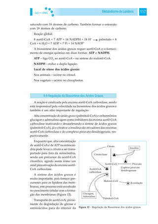 EaD • UFMS 117Metabolismo de Lipídeos
saturado com 16 átomos de carbono. Também formar o estearato
com 18 átomos de carbono.
Reação global:
8 acetil-CoA + 7 ATP + 14 NADPH + 14 H+
palmitato + 8
CoA + 6 H2
O + 7 ADP + 7 Pi + 14 NADP+
A biossíntese dos ácidos graxos requer acetil-CoA e o forneci-
mento de energia química em duas formas: ATP e NADPH.
ATP – liga CO2
ao acetil-CoA – na síntese do malonil-CoA.
NADPH – reduz a dupla ligação.
Local de sítese dos ácidos graxos:
Nos animais – ocorre no citosol.
Nos vegetais – ocorre no cloroplastos.
A reação é catalizada pela enzima acetil-CoA carboxilase, sendo
está responsável pela velocidade na biossíntese dos ácidos graxos e
também é um sítio importante de regulação.
Alta concentração do ácido graxo (palmitoil-CoA) e os hormônios
glucagon e adrenalina agem como inibidores da enzima acetil-CoA
carboxilase inativando e desacelerando a síntese de ácidos graxos
(palmitoil-CoA), já o citrato e a insulina são ativadores das enzimas
acetil-CoA carboxilase e do complexo piruvato desidrogenase, res-
pectivamente.
Enquanto que, alta concentração
de acetil-CoA e de ATP na mitocon-
dria pode levar o citrato a ser trans-
portado para fora da mitocôndria,
sendo um precursor do acetil-CoA
citosólico, agindo assim como um
sinal para ativação da enzima acetil-
CoA carboxilase.
A síntese dos ácidos graxos é
muito importante, pois fornece pre-
cursores para os lipídeos das mem-
branas, este processo está envolvido
no crescimento celular com a forma-
ção das membranas (Figura 12).
Transporte do acetil-coA, prove-
niente da degradação de glicose e
aminoácidos para do interior da
9.9 Regulação da Biossíntese dos Ácidos Graxos
Figura 12 - Regulação da Biossíntese dos ácidos graxos.
 