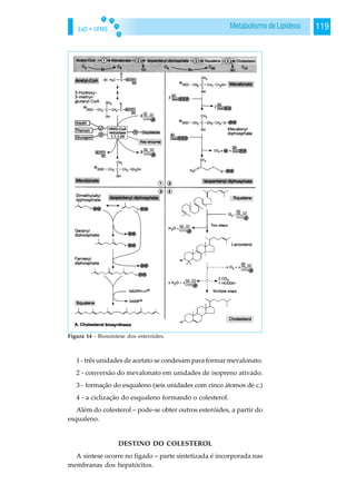 EaD • UFMS 119Metabolismo de Lipídeos
1 - três unidades de acetato se condesam para formar mevalonato.
2 - conversão do mevalonato em unidades de isopreno ativado.
3 - formação do esqualeno (seis unidades com cinco átomos de c.)
4 - a ciclização do esqualeno formando o colesterol.
Além do colesterol – pode-se obter outros esteróides, a partir do
esqualeno.
DESTINO DO COLESTEROL
A síntese ocorre no fígado – parte sintetizada é incorporada nas
membranas dos hepatócitos.
Figura 14 - Biossíntese dos esteróides.
 