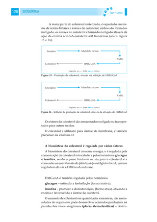 EaD • UFMS120 BIOQUÍMICA
A maior parte do colesterol sintetizado, é exportado em for-
ma de ácidos biliares e ésteres do colesterol, ambos são formados
no fígado, os ésteres do colesterol é formado no fígado através da
ação da enzima acil-coA-colesterol acil transferase (acat) (Figura
15 e 16).
Os ésteres do colesterol são armazenados no fígado ou transpor-
tados para outros tecidos.
O colesterol é utilizado para síntese de membrana, é também
precursor da vitamina D.
A biossíntese do colesterol é regulada por vários fatores:
A biossíntese do colesterol consome energia, e é regulada pela
concentração de colesterol intracelular e pelos hormônios glucagon
e insulina, sendo o passo limitante na via para o colesterol é a
conversão em mevalonato do -hidroxi- -metilglutaril-coA, enzima
reguladora da via é HMG-coA redutase.
HMG-coA é também regulada pelos hormônios.
glucagon – estimula a fosforilação (forma inativa).
insulina – promove a desfosforilação, (forma ativa), ativando a
enzima e favorecendo a síntese do colesterol.
O aumento de colesterol em quantidades excessivas, das neces-
sidades do organismo, pode desenvolver acúmulos patológicos na
paredes dos vasos sangüíneos (placas ateroscleróticas) – obstru-
Figura 15 - Produção de colesterol, através da inibição de HMG-CoA
Figura 16 - Inibição da produção de colesterol, através da ativação de HMG-CoA
 