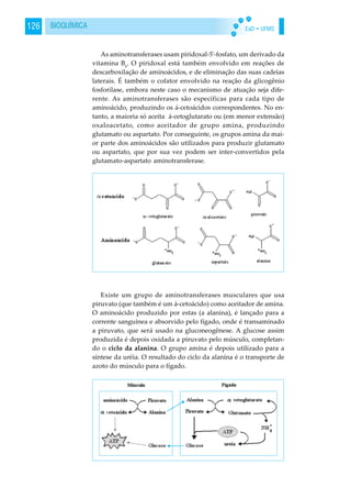 EaD • UFMS126 BIOQUÍMICA
As aminotransferases usam piridoxal-5'-fosfato, um derivado da
vitamina B6
. O piridoxal está também envolvido em reações de
descarboxilação de aminoácidos, e de eliminação das suas cadeias
laterais. É também o cofator envolvido na reação da glicogênio
fosforilase, embora neste caso o mecanismo de atuação seja dife-
rente. As aminotransferases são específicas para cada tipo de
aminoácido, produzindo os á-cetoácidos correspondentes. No en-
tanto, a maioria só aceita á-cetoglutarato ou (em menor extensão)
oxaloacetato, como aceitador de grupo amina, produzindo
glutamato ou aspartato. Por conseguinte, os grupos amina da mai-
or parte dos aminoácidos são utilizados para produzir glutamato
ou aspartato, que por sua vez podem ser inter-convertidos pela
glutamato-aspartato aminotransferase.
Existe um grupo de aminotransferases musculares que usa
piruvato (que também é um á-cetoácido) como aceitador de amina.
O aminoácido produzido por estas (a alanina), é lançado para a
corrente sanguínea e absorvido pelo fígado, onde é transaminado
a piruvato, que será usado na gluconeogênese. A glucose assim
produzida é depois oxidada a piruvato pelo músculo, completan-
do o ciclo da alanina. O grupo amina é depois utilizado para a
síntese da uréia. O resultado do ciclo da alanina é o transporte de
azoto do músculo para o fígado.
 