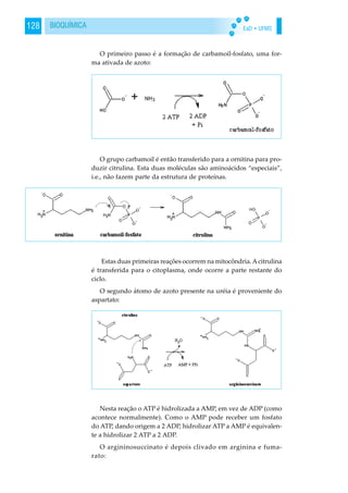 EaD • UFMS128 BIOQUÍMICA
O primeiro passo é a formação de carbamoil-fosfato, uma for-
ma ativada de azoto:
O grupo carbamoil é então transferido para a ornitina para pro-
duzir citrulina. Esta duas moléculas são aminoácidos “especiais”,
i.e., não fazem parte da estrutura de proteínas.
Estas duas primeiras reações ocorrem na mitocôndria.Acitrulina
é transferida para o citoplasma, onde ocorre a parte restante do
ciclo.
O segundo átomo de azoto presente na uréia é proveniente do
aspartato:
Nesta reação o ATP é hidrolizada a AMP, em vez de ADP (como
acontece normalmente). Como o AMP pode receber um fosfato
do ATP, dando origem a 2 ADP, hidrolizar ATP a AMP é equivalen-
te a hidrolizar 2 ATP a 2 ADP.
O argininosuccinato é depois clivado em arginina e fuma-
rato:
 