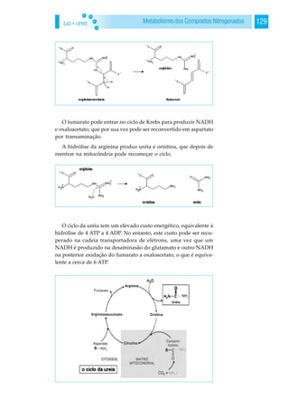 EaD • UFMS 129Metabolismo dos Compostos Nitrogenados
O fumarato pode entrar no ciclo de Krebs para produzir NADH
e oxaloacetato, que por sua vez pode ser reconvertido em aspartato
por transaminação.
A hidrólise da arginina produz uréia e ornitina, que depois de
reentrar na mitocôndria pode recomeçar o ciclo.
O ciclo da uréia tem um elevado custo energético, equivalente à
hidrólise de 4 ATP a 4 ADP. No entanto, este custo pode ser recu-
perado na cadeia transportadora de elétrons, uma vez que um
NADH é produzido na desaminasão do glutamato e outro NADH
na posterior oxidação do fumarato a oxaloacetato, o que é equiva-
lente a cerca de 6 ATP.
 