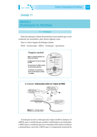 EaD • UFMS 141Síntese e Degradação de Proteínas
Unidade 11
SÍNTESE E
DEGRADAÇÃO DE PROTEÍNAS
Falar de tradução e síntese de proteínas é uma matéria que vocês
conhecem do secundário, pelo menos alguma coisa.
Este é o único dogma da biologia celular.
DNA →transcrição →RNA →tradução →proteínas.
A tradução envolve a interação dos 3 tipos de RNA celulares. O
mRNA, que é a molécula que contém a informação a ser traduzida;
o tRNA que é a molécula que faz a transição entre ácidos nucléicos
e aminoácidos; e por fim o rRNA que é o componente essencial da
11.1 Introdução
 