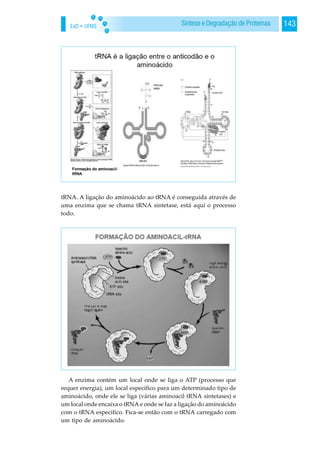 EaD • UFMS 143Síntese e Degradação de Proteínas
tRNA. A ligação do aminoácido ao tRNA é conseguida através de
uma enzima que se chama tRNA sintetase, está aqui o processo
todo.
A enzima contém um local onde se liga o ATP (processo que
requer energia), um local específico para um determinado tipo de
aminoácido, onde ele se liga (várias aminoacil tRNA sintetases) e
um local onde encaixa o tRNA e onde se faz a ligação do aminoácido
com o tRNA específico. Fica-se então com o tRNA carregado com
um tipo de aminoácido.
 