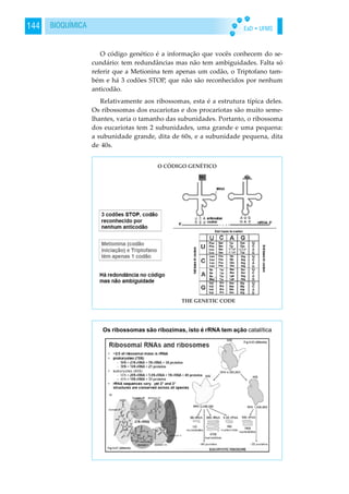 EaD • UFMS144 BIOQUÍMICA
O código genético é a informação que vocês conhecem do se-
cundário: tem redundâncias mas não tem ambiguidades. Falta só
referir que a Metionina tem apenas um codão, o Triptofano tam-
bém e há 3 codões STOP, que não são reconhecidos por nenhum
anticodão.
Relativamente aos ribossomas, esta é a estrutura típica deles.
Os ribossomas dos eucariotas e dos procariotas são muito seme-
lhantes, varia o tamanho das subunidades. Portanto, o ribossoma
dos eucariotas tem 2 subunidades, uma grande e uma pequena:
a subunidade grande, dita de 60s, e a subunidade pequena, dita
de 40s.
Os ribossomas são ribozimas, isto é rRNA tem ação catalítica
 