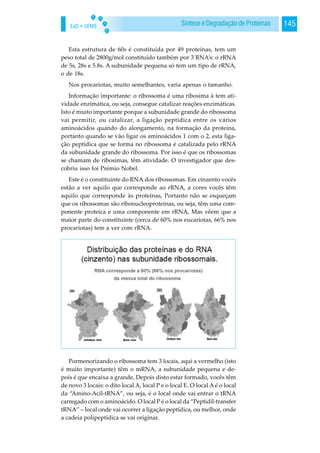 EaD • UFMS 145Síntese e Degradação de Proteínas
Esta estrutura de 60s é constituída por 49 proteínas, tem um
peso total de 2800g/mol constituído também por 3 RNA’s: o rRNA
de 5s, 28s e 5.8s. A subunidade pequena só tem um tipo de rRNA,
o de 18s.
Nos procariotas, muito semelhantes, varia apenas o tamanho.
Informação importante: o ribossoma é uma ribosima à tem ati-
vidade enzimática, ou seja, consegue catalizar reações enzimáticas.
Isto é muito importante porque a subunidade grande do ribossoma
vai permitir, ou catalizar, a ligação peptídica entre os vários
aminoácidos quando do alongamento, na formação da proteína,
portanto quando se vão ligar os aminoácidos 1 com o 2, esta liga-
ção peptídica que se forma no ribossoma é catalizada pelo rRNA
da subunidade grande do ribossoma. Por isso é que os ribossomas
se chamam de ribosimas, têm atividade. O investigador que des-
cobriu isso foi Prémio Nobel.
Este é o constituinte do RNA dos ribossomas. Em cinzento vocês
estão a ver aquilo que corresponde ao rRNA, a cores vocês têm
aquilo que corresponde às proteínas, Portanto não se esqueçam
que os ribossomas são ribonucleoproteinas, ou seja, têm uma com-
ponente proteica e uma componente em rRNA, Mas vêem que a
maior parte do constituinte (cerca de 60% nos eucariotas, 66% nos
procariotas) tem a ver com rRNA.
Pormenorizando o ribossoma tem 3 locais, aqui a vermelho (isto
é muito importante) têm o mRNA, a subunidade pequena e de-
pois é que encaixa a grande, Depois disto estar formado, vocês têm
de novo 3 locais: o dito local A, local P e o local E. O local A é o local
da “Amino-Acil-tRNA”, ou seja, é o local onde vai entrar o tRNA
carregado com o aminoácido. O local P é o local da “Peptidil-transfer
tRNA” – local onde vai ocorrer a ligação peptídica, ou melhor, onde
a cadeia polipeptídica se vai originar.
 
