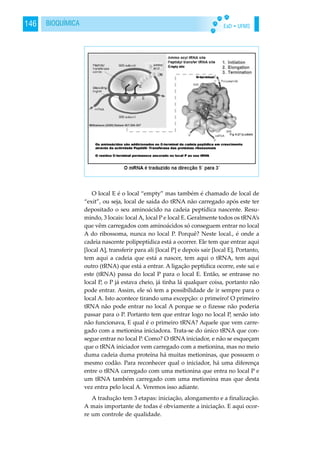 EaD • UFMS146 BIOQUÍMICA
O local E é o local “empty” mas também é chamado de local de
“exit”, ou seja, local de saída do tRNA não carregado após este ter
depositado o seu aminoácido na cadeia peptídica nascente. Resu-
mindo, 3 locais: local A, local P e local E. Geralmente todos os tRNA’s
que vêm carregados com aminoácidos só conseguem entrar no local
A do ribossoma, nunca no local P. Porquê? Neste local., é onde a
cadeia nascente polipeptídica está a ocorrer. Ele tem que entrar aqui
[local A], transferir para ali [local P] e depois sair [local E], Portanto,
tem aqui a cadeia que está a nascer, tem aqui o tRNA, tem aqui
outro (tRNA) que está a entrar. A ligação peptídica ocorre, este sai e
este (tRNA) passa do local P para o local E. Então, se entrasse no
local P, o P já estava cheio, já tinha lá qualquer coisa, portanto não
pode entrar. Assim, ele só tem a possibilidade de ir sempre para o
local A. Isto acontece tirando uma excepção: o primeiro! O primeiro
tRNA não pode entrar no local A porque se o fizesse não poderia
passar para o P. Portanto tem que entrar logo no local P, senão isto
não funcionava, E qual é o primeiro tRNA? Aquele que vem carre-
gado com a metionina iniciadora. Trata-se do único tRNA que con-
segue entrar no local P. Como? O tRNA iniciador, e não se esqueçam
que o tRNA iniciador vem carregado com a metionina, mas no meio
duma cadeia duma proteína há muitas metioninas, que possuem o
mesmo codão. Para reconhecer qual o iniciador, há uma diferença
entre o tRNA carregado com uma metionina que entra no local P e
um tRNA também carregado com uma metionina mas que desta
vez entra pelo local A. Veremos isso adiante.
A tradução tem 3 etapas: iniciação, alongamento e a finalização.
A mais importante de todas é obviamente a iniciação. E aqui ocor-
re um controle de qualidade.
 