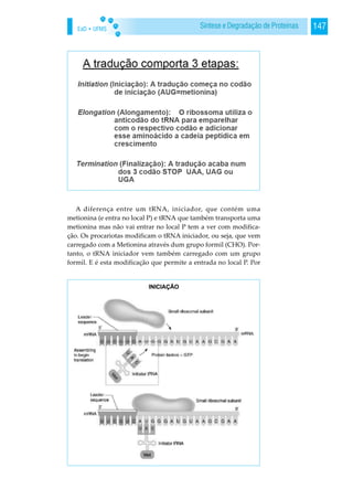 EaD • UFMS 147Síntese e Degradação de Proteínas
A diferença entre um tRNA, iniciador, que contém uma
metionina (e entra no local P) e tRNA que também transporta uma
metionina mas não vai entrar no local P tem a ver com modifica-
ção. Os procariotas modificam o tRNA iniciador, ou seja, que vem
carregado com a Metionina através dum grupo formil (CHO). Por-
tanto, o tRNA iniciador vem também carregado com um grupo
formil. E é esta modificação que permite a entrada no local P. Por
INICIAÇÃO
 