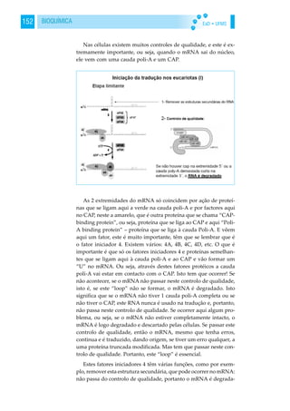 EaD • UFMS152 BIOQUÍMICA
Nas células existem muitos controles de qualidade, e este é ex-
tremamente importante, ou seja, quando o mRNA sai do núcleo,
ele vem com uma cauda poli-A e um CAP.
As 2 extremidades do mRNA só coincidem por ação de proteí-
nas que se ligam aqui a verde na cauda poli-A e por factores aqui
no CAP, neste a amarelo, que é outra proteína que se chama “CAP-
binding protein”, ou seja, proteína que se liga ao CAP e aqui “Poli-
A binding protein” – proteína que se liga à cauda Poli-A. E vêem
aqui um fator, este é muito importante, têm que se lembrar que é
o fator iniciador 4. Existem vários: 4A, 4B, 4C, 4D, etc. O que é
importante é que só os fatores iniciadores 4 e proteínas semelhan-
tes que se ligam aqui à cauda poli-A e ao CAP e vão formar um
“U” no mRNA. Ou seja, através destes fatores protéicos a cauda
poli-A vai estar em contacto com o CAP. Isto tem que ocorrer! Se
não acontecer, se o mRNA não passar neste controlo de qualidade,
isto é, se este “loop” não se formar, o mRNA é degradado. Isto
significa que se o mRNA não tiver 1 cauda poli-A completa ou se
não tiver o CAP, este RNA nunca é usado na tradução e, portanto,
não passa neste controlo de qualidade. Se ocorrer aqui algum pro-
blema, ou seja, se o mRNA não estiver completamente intacto, o
mRNA é logo degradado e descartado pelas células. Se passar este
controlo de qualidade, então o mRNA, mesmo que tenha erros,
continua e é traduzido, dando origem, se tiver um erro qualquer, a
uma proteína truncada modificada. Mas tem que passar neste con-
trolo de qualidade. Portanto, este “loop” é essencial.
Estes fatores iniciadores 4 têm várias funções, como por exem-
plo, remover esta estrutura secundária, que pode ocorrer no mRNA:
não passa do controlo de qualidade, portanto o mRNA é degrada-
 
