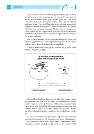 EaD • UFMS154 BIOQUÍMICA
Liga-se a estes fatores iniciadores que assistem a ligação e este
complexo inteiro com estes fatores vai fazer um “scanning” no
mRNA até encontrar aquele que ele acha que é AUG iniciador.
Encontra-o através do contexto à volta do AUG, até encontrar 1
seqüência Kozac. E aí pára, libertando-se de todos os fatores inici-
adores que impediam a ligação da subunidade grande. Ao libertar
estes fatores, a subunidade grande do ribossoma já consegue en-
caixar na subunidade pequenina no sítio certo, isto é, no sítio onde
encontrou o AUG iniciador e, tal como nos procariotas, começa a
2ª etapa da tradução.
Nos livros de texto encontram este tipo de esquema muito bem
explicado, portanto não se preocupem em com isso. Aqui, há que
realçar a importância deste controlo de qualidade,
Nalguns casos existe aquilo que se chama de iniciação em locais
internos do mRNA à IRES.
Isto foi identificado inicialmente em infecções víricas, e estas
estruturas formam este tipo de “loop” muito semelhante ao que
acontece aqui (no normal). Basta que o ribossoma possa começar a
tradução no meio do mRNA. Acontece em casos muito raros, mas
acontece. Por isso é que eu vos faço esta ressalva, só para saberem
que isto existe nalguns casos específicos, em condições de patolo-
gia.
Há muitas condições: infecções víricas e por aí fora, onde este
mecanismo pode ocorrer. No fundo, permite que a tradução ocor-
ra em locais muito afastados da ponta do CAP. Deste modo, numa
situação normal o iniciador está muito perto (cerca de 100
 