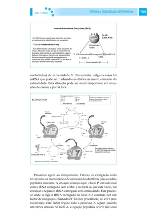 EaD • UFMS 155Síntese e Degradação de Proteínas
nucleótidos) da extremidade 5’. No entanto, nalguns casos há
mRNA que pode ser traduzido em distâncias muito afastadas da
extremidade. Esta situação pode ser muito importante em situa-
ções de cancro e por aí fora.
Passamos agora ao alongamento. Fatores de elongação estão
envolvidos na transferência de aminoácidos do tRNA para a cadeia
peptídica nascente. A situação começa aqui: o local P tem um local
com o tRNA carregado com a Met. e no local A, que está vazio, vai
encaixar o segundo tRNA carregado com aminoácido. Este proces-
so onde se liga o tRNA carregado no local A é assistido por um
factor de elongação, chamado EF-Tu (nos procariotas) ou eEF1 (nos
eucariotas). Este factor regula todo o processo. A seguir, quando
um tRNA encaixa no local A, a ligação peptídica ocorre (no local
 