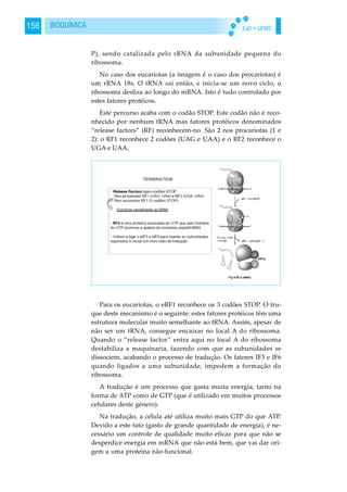 EaD • UFMS156 BIOQUÍMICA
P), sendo catalizada pelo rRNA da subunidade pequena do
ribossoma.
No caso dos eucariotas (a imagem é o caso dos procariotas) é
um rRNA 18s. O tRNA sai então, e inicia-se um novo ciclo, o
ribossoma desliza ao longo do mRNA. Isto é tudo controlado por
estes fatores protéicos.
Este percurso acaba com o codão STOP. Este codão não é reco-
nhecido por nenhum tRNA mas fatores protéicos denominados
“release factors” (RF) reconhecem-no. São 2 nos procariotas (1 e
2): o RF1 reconhece 2 codões (UAG e UAA) e o RF2 reconhece o
UGA e UAA.
Para os eucariotas, o eRF1 reconhece os 3 codões STOP. O tru-
que deste mecanismo é o seguinte: estes fatores protéicos têm uma
estrutura molecular muito semelhante ao tRNA. Assim, apesar de
não ser um tRNA, consegue encaixar no local A do ribossoma.
Quando o “release factor” entra aqui no local A do ribossoma
destabiliza a maquinaria, fazendo com que as subunidades se
dissociem, acabando o processo de tradução. Os fatores IF3 e IF6
quando ligados a uma subunidade, impedem a formação do
ribossoma.
A tradução é um processo que gasta muita energia, tanto na
forma de ATP como de GTP (que é utilizado em muitos processos
celulares deste género).
Na tradução, a célula até utiliza muito mais GTP do que ATP.
Devido a este fato (gasto de grande quantidade de energia), é ne-
cessário um controle de qualidade muito eficaz para que não se
desperdice energia em mRNA que não está bem, que vai dar ori-
gem a uma proteína não-funcional.
 