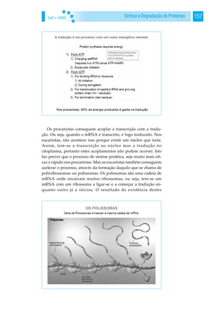 EaD • UFMS 157Síntese e Degradação de Proteínas
Os procariotas conseguem acoplar a transcrição com a tradu-
ção. Ou seja, quando o mRNA é transcrito, é logo traduzido. Nos
eucariotas, não acontece isso porque existe um núcleo que isola.
Assim, tem-se a transcrição no núcleo mas a tradução no
citoplasma, portanto estes acoplamentos não podem ocorrer. Isto
faz prever que o processo de síntese protéica, seja muito mais efi-
caz e rápido nos procariotas. Mas os eucariotas também conseguem
acelerar o processo, através da formação daquilo que se chama de
polirribossomas ou polissomas. Os polissomas são uma cadeia de
mRNA onde encaixam muitos ribossomas, ou seja, tem-se um
mRNA com um ribossoma a ligar-se e a começar a tradução en-
quanto outro já a iniciou. O resultado da existência destes
 